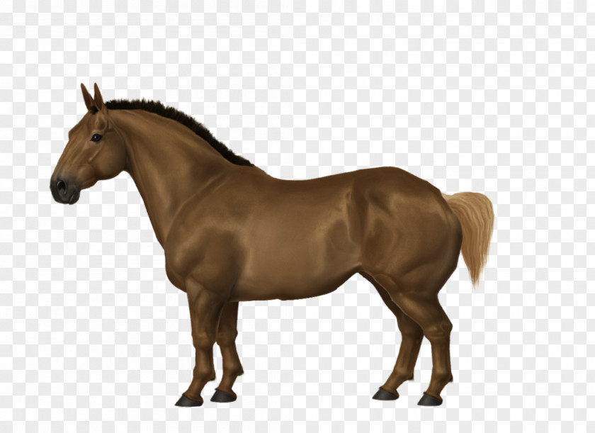 Mustang Arabian Horse Mane Stallion Mare PNG