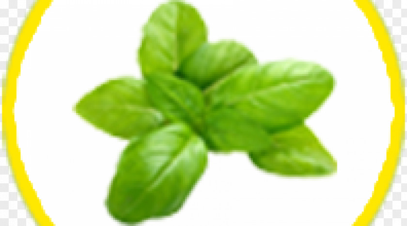 Basil Transparent Greek Cuisine Italian Holy Mediterranean PNG