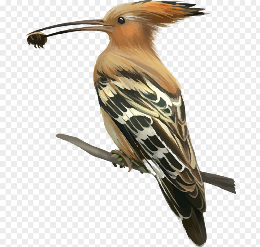 Bird Woodpecker Hoopoe Crane Stock Photography PNG