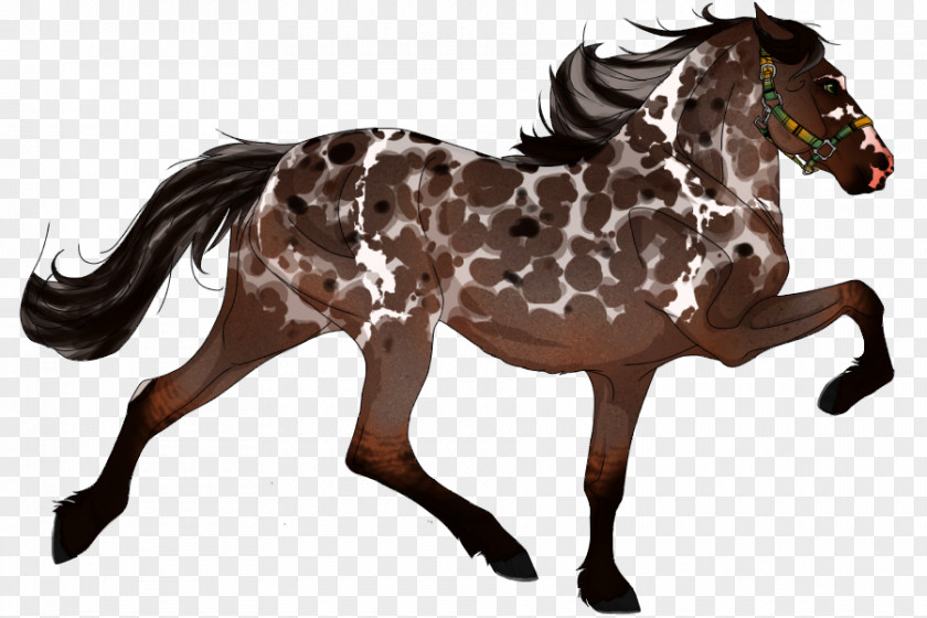 Blanket Plaid Coat Mane Mustang Appaloosa American Paint Horse Quarter PNG