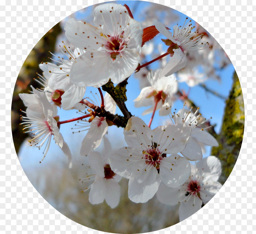 Bornlovely Cherry Blossom Spring Petal ST.AU.150 MIN.V.UNC.NR AD PNG
