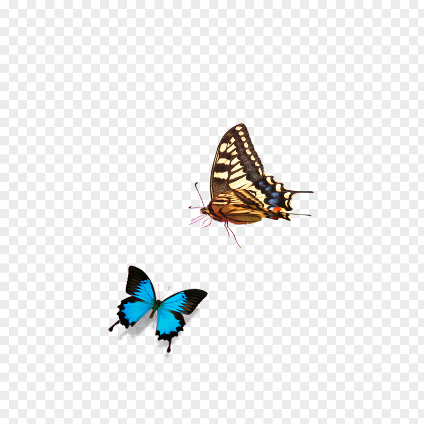 Butterfly Nymphalidae PNG