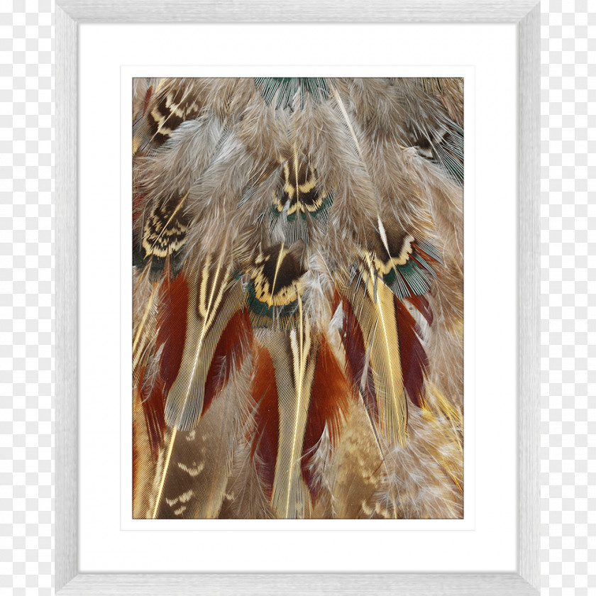 Feather Modern Art Fauna Wildlife PNG