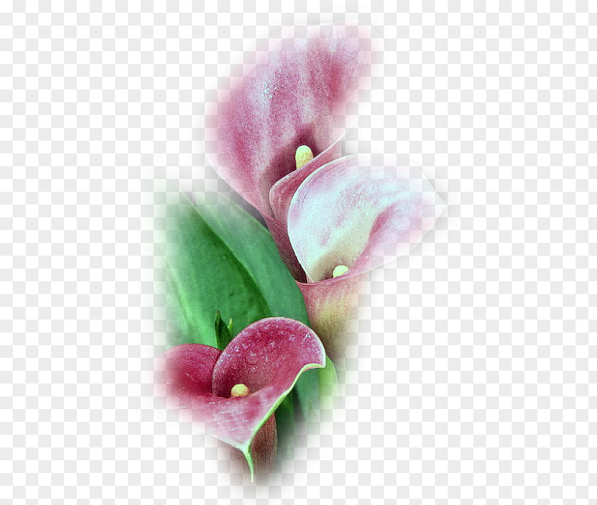 Flower Petal Plants Tulip Image PNG