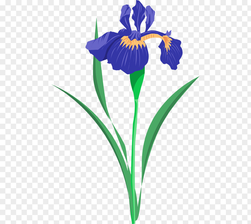 Iris Cliparts Versicolor Lacustris Clip Art PNG