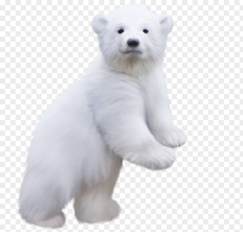 Polar Bear PNG