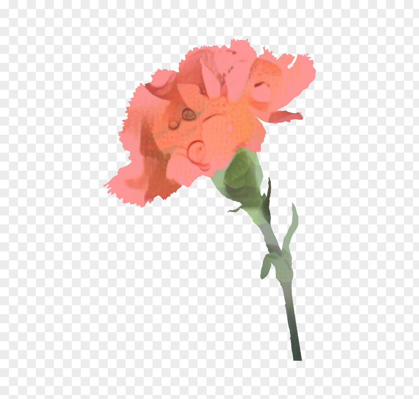 Portable Network Graphics Mother's Day Flower Image Carnation PNG