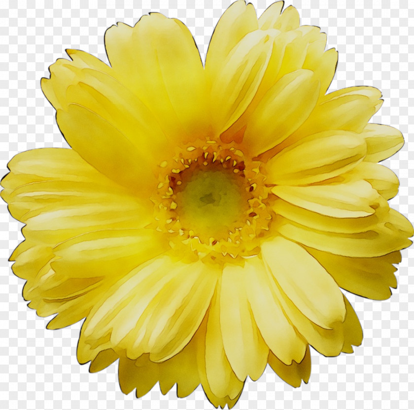 Clip Art Vector Graphics Image Common Daisy PNG