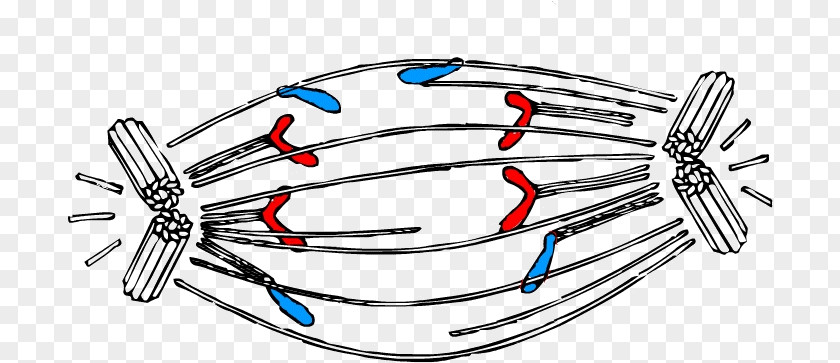 Anaphase Mitosis Cell Division Interphase PNG