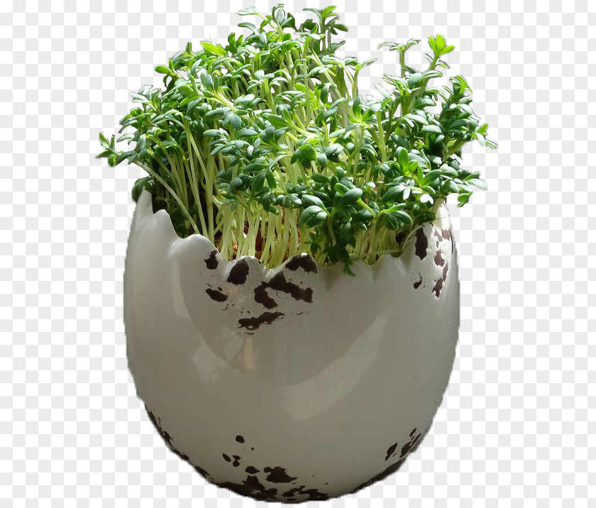 Cress Herb Flowerpot PNG