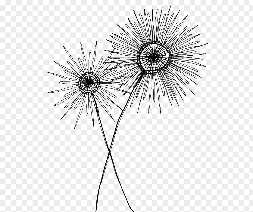 Dandelion Drawing Black And White Sketch PNG