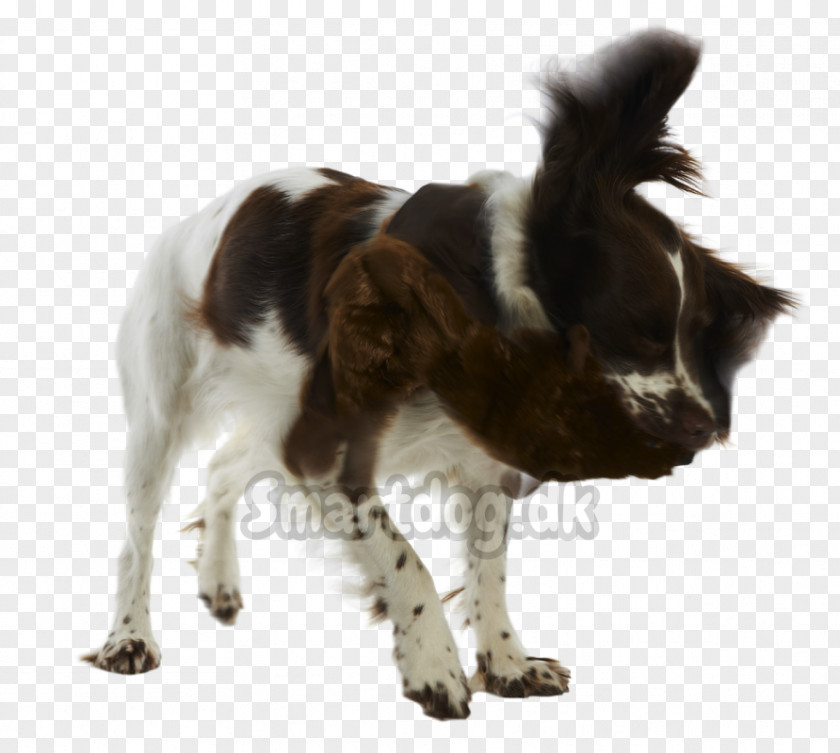 Hund Border Collie Drentse Patrijshond English Springer Spaniel Small Münsterländer Stabyhoun Dog Breed PNG