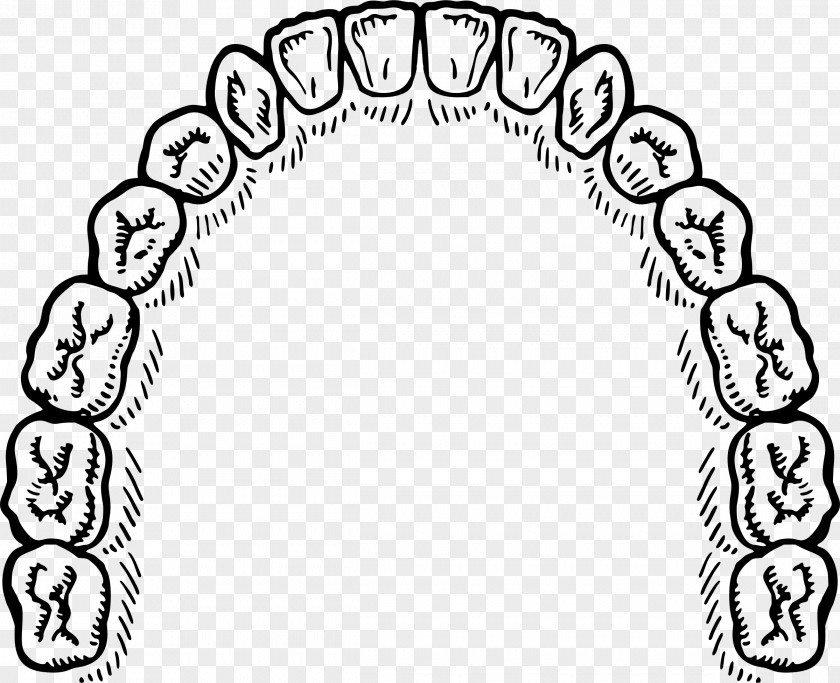 Incisor Tooth Clip Art PNG