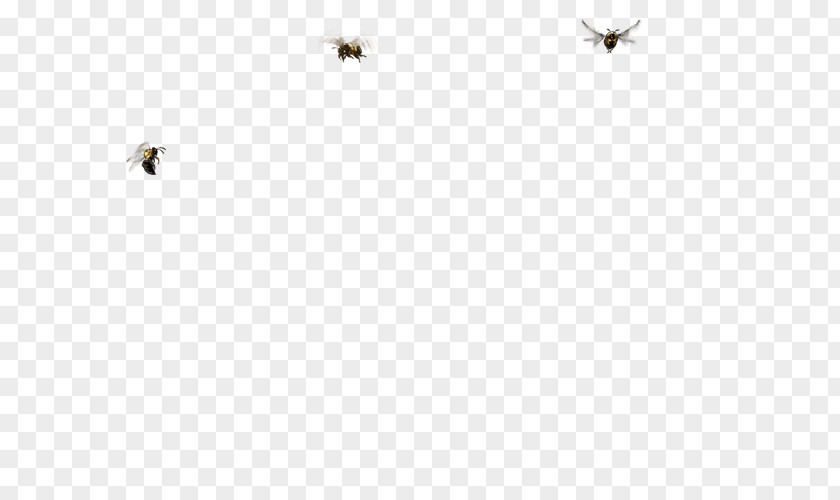 Insect Pollinator White Line Font PNG