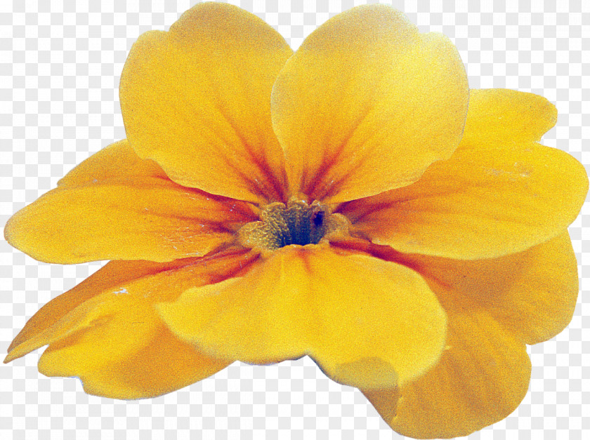 Primrose Wildflower Close-up Violet Family PNG