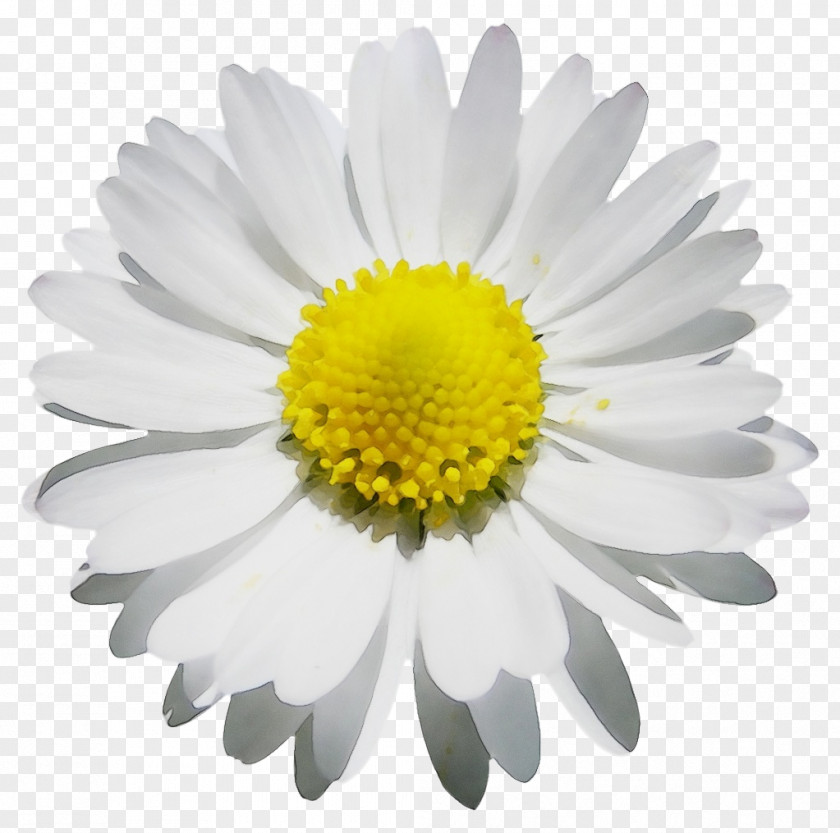 Chrysanthemum Oxeye Daisy Roman Chamomile Marguerite Aster PNG