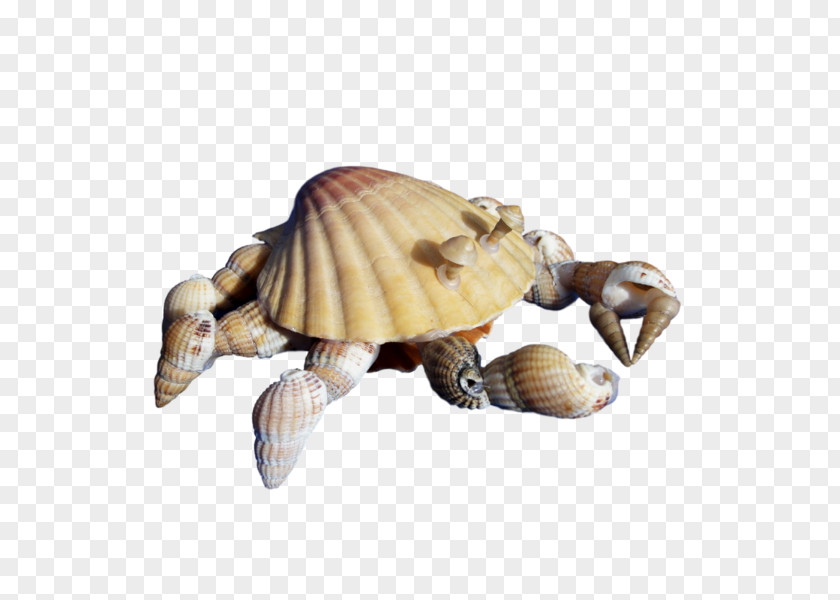 Coquillage Box Turtles Tortoise .net PNG