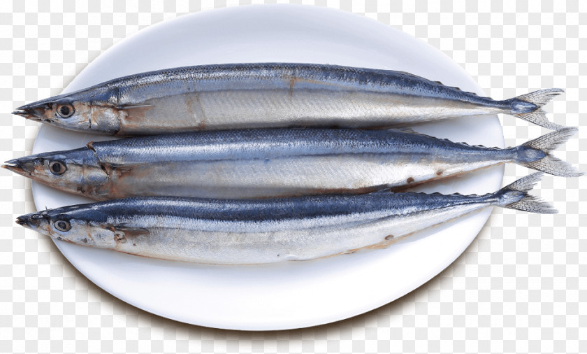 Fish Sardine Pacific Saury Products Oily PNG