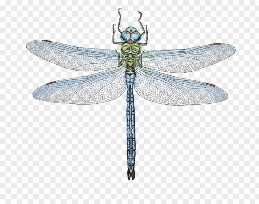 Membranewinged Insect Wing Dragonfly Dragonflies And Damseflies Net-winged Insects Damselfly PNG