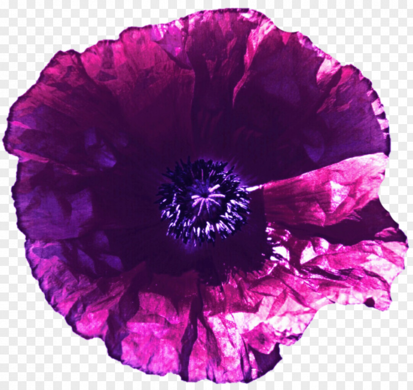 Poppy Violet Lilac Purple Magenta Flower PNG