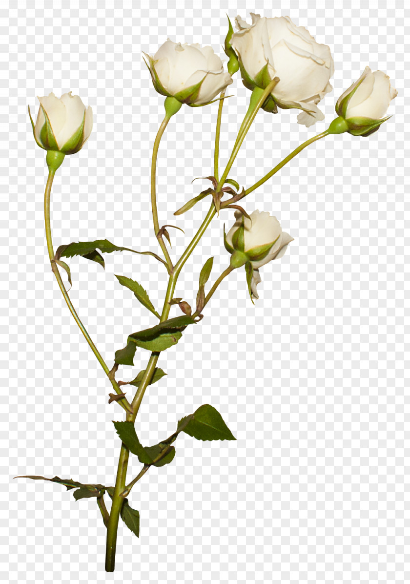 White Roses Beach Rose Garden Cut Flowers PNG