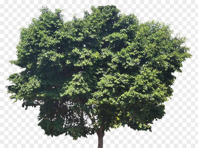 Fig Leaves Oak Tree Arborist Evergreen Trunk PNG
