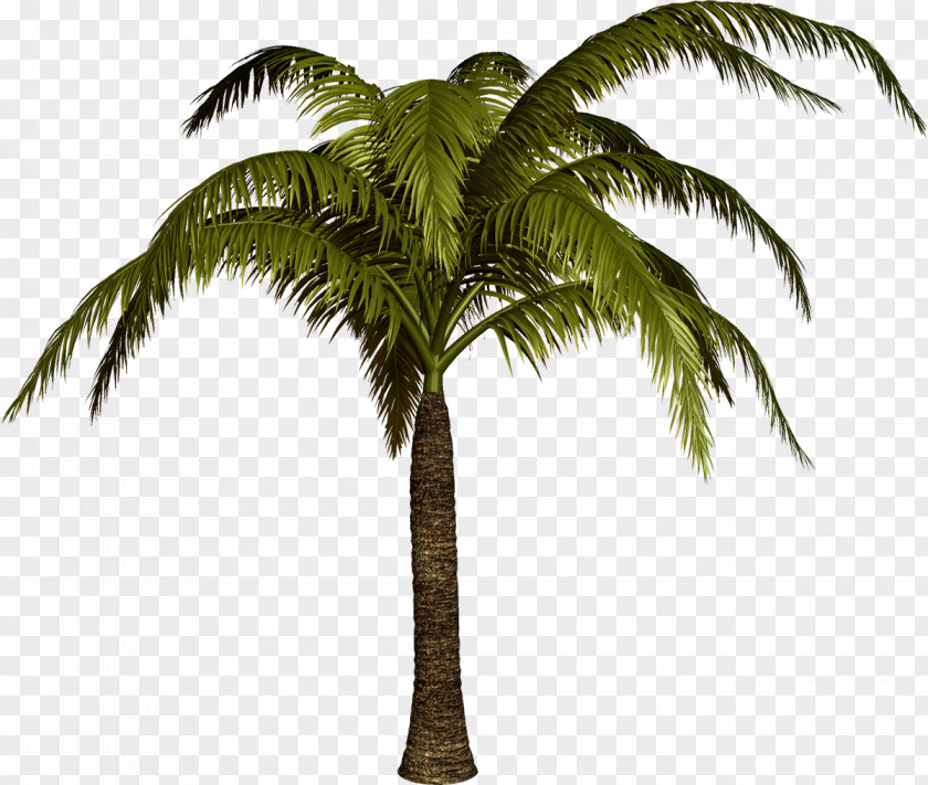 Palm Tree Digital Image Clip Art PNG