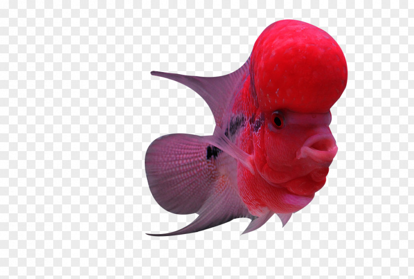 Pink Rosé Fish Flowerhorn Cichlid PNG