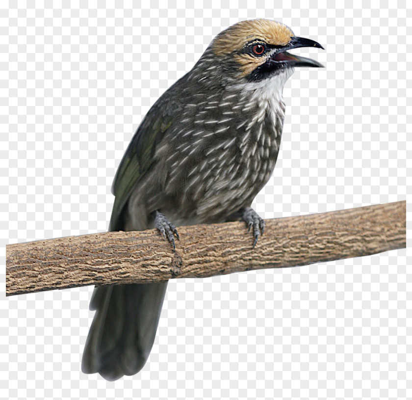 Bird Finch Bald Eagle Straw-headed Bulbul T-shirt PNG