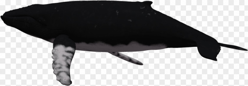Blue Whale Cetacea Cartoon PNG
