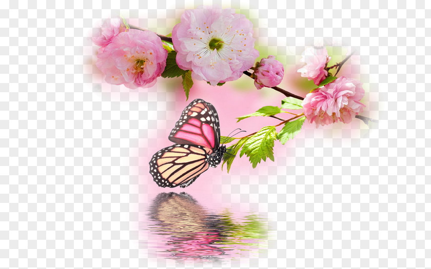 Butterfly Desktop Wallpaper Image Stock Photography PNG