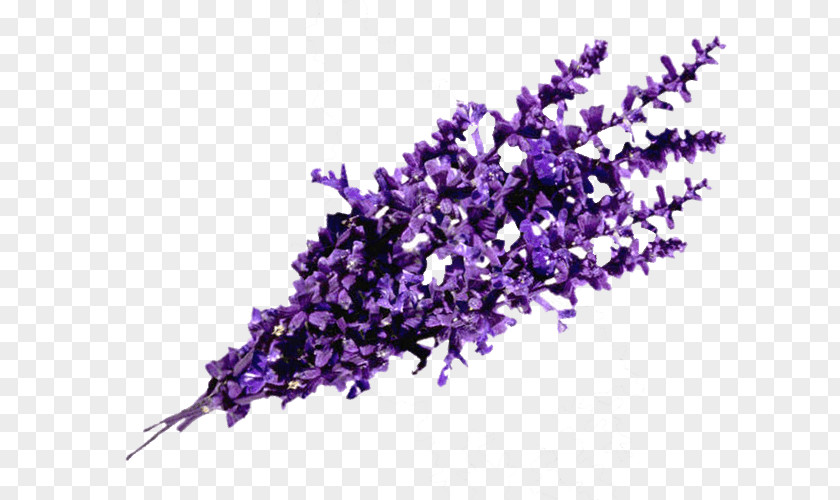 Lavanda English Lavender Perfume Essential Oil Odor PNG
