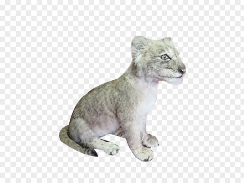Lion Cougar Big Cat Fur PNG