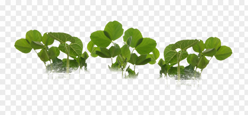 Objeto De Arte Leaf Greens Herbalism Plant Stem PNG