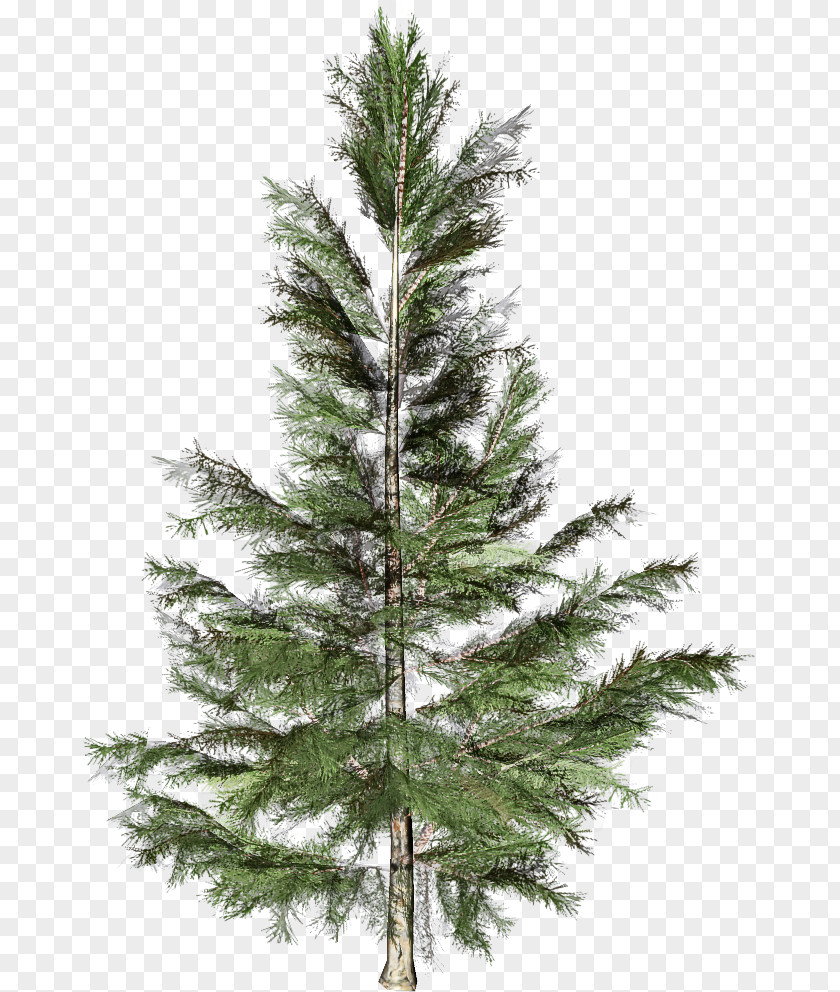 Shortleaf Black Spruce Columbian Balsam Fir White Pine Tree PNG