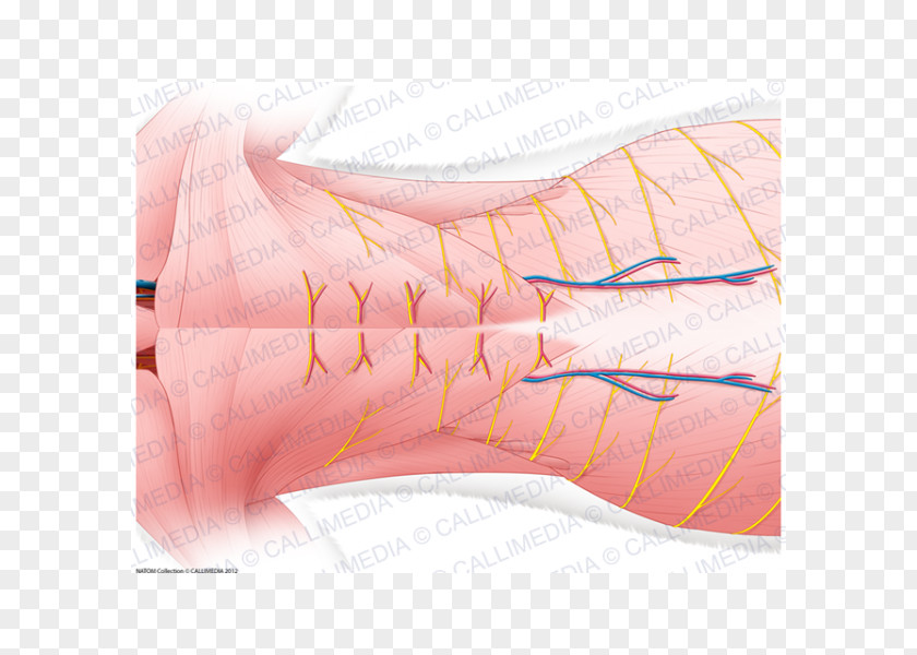 Superficial Temporal Nerve Finger Product Design Muscle Shoe PNG