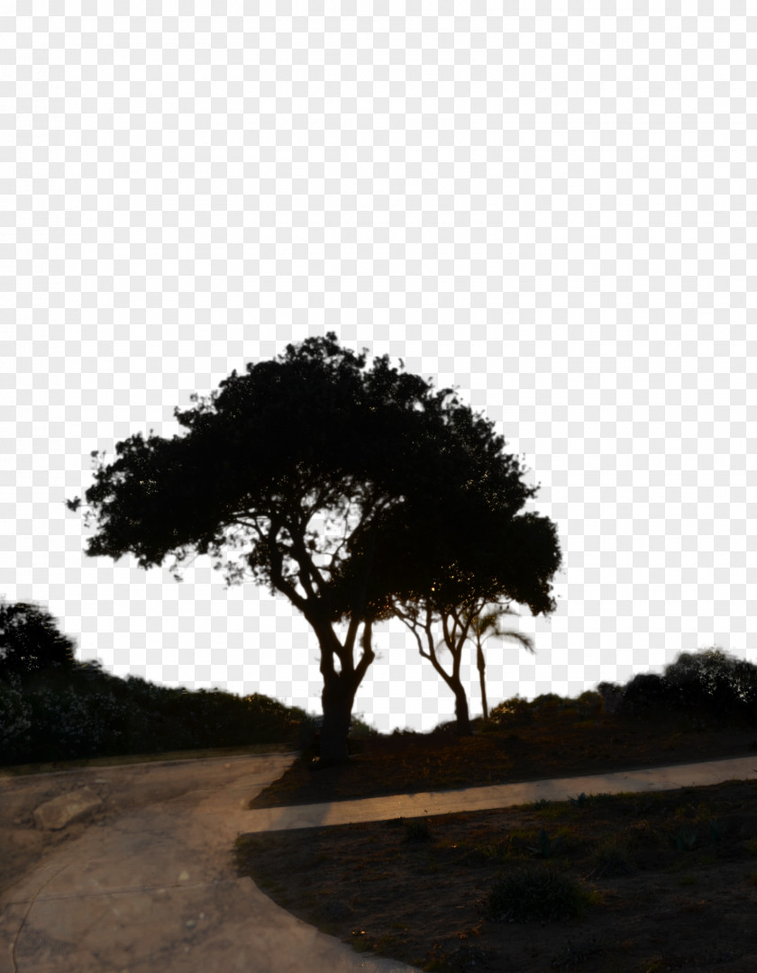 Tree Branch Desktop Wallpaper Silhouette PNG