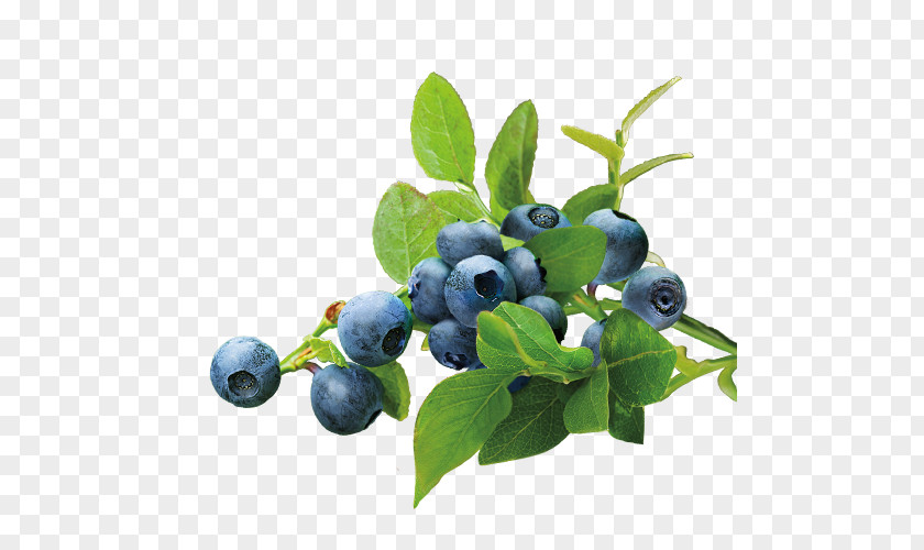 Blueberries Blueberry Tea Organic Food PNG