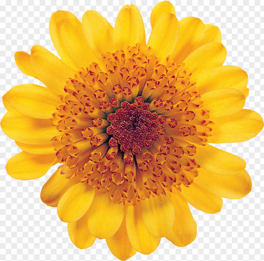 Dahlia Common Sunflower Desktop Wallpaper PNG