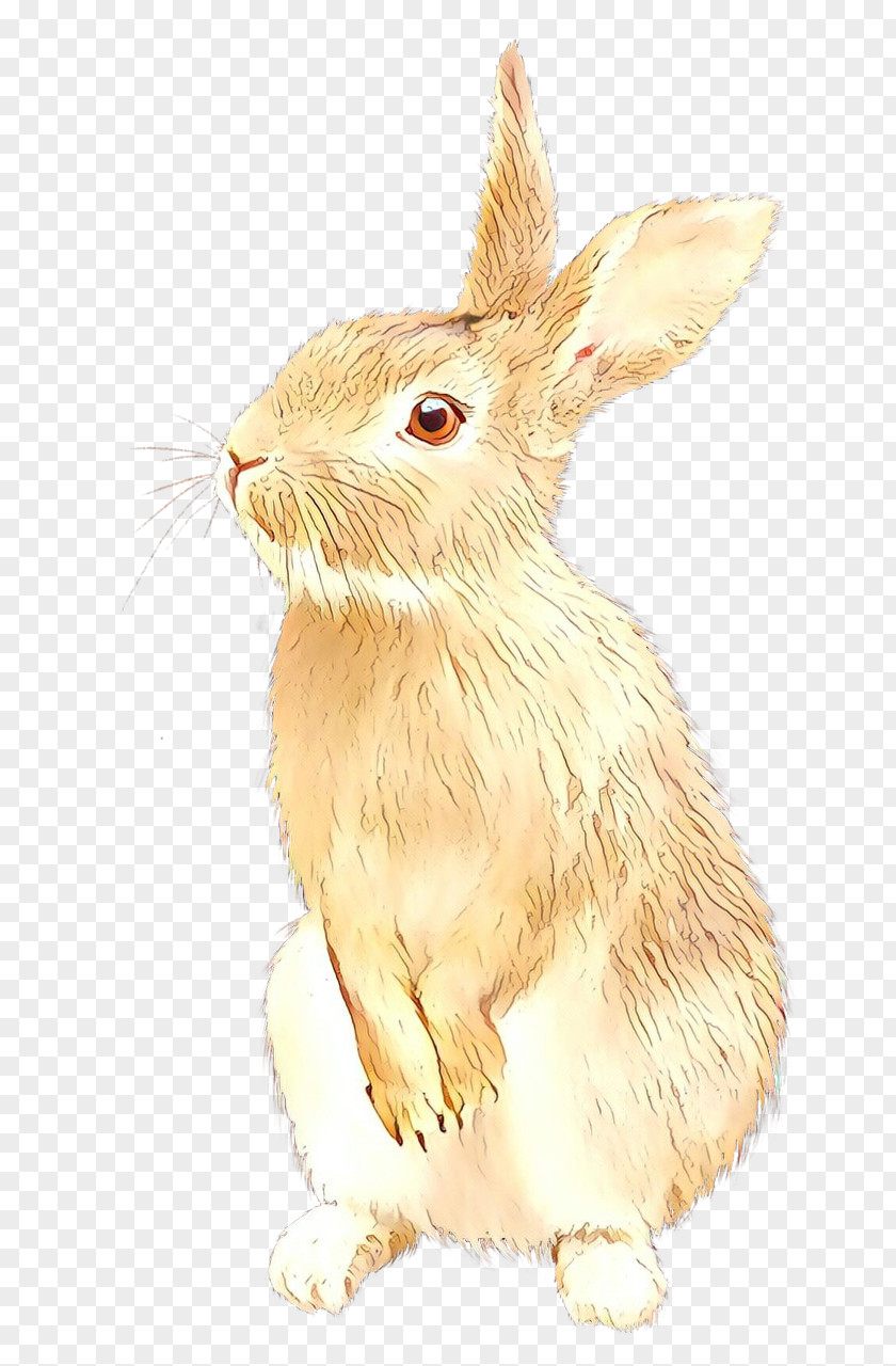 Domestic Rabbit Hare Clip Art PNG