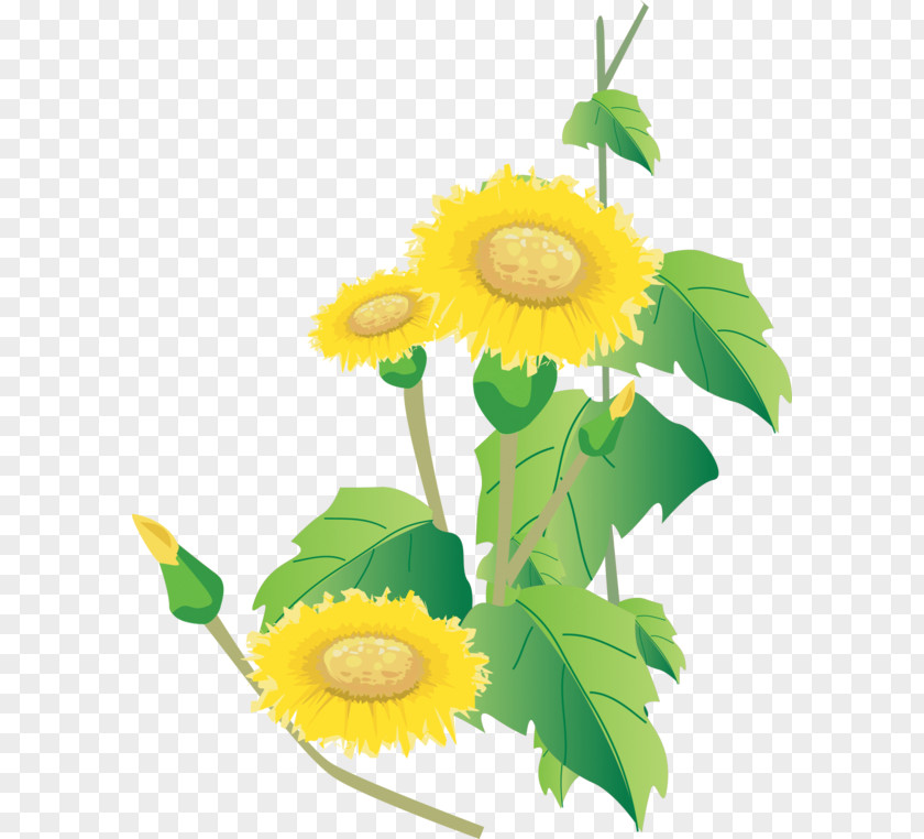Flower Common Sunflower Vector Graphics Image Clip Art PNG