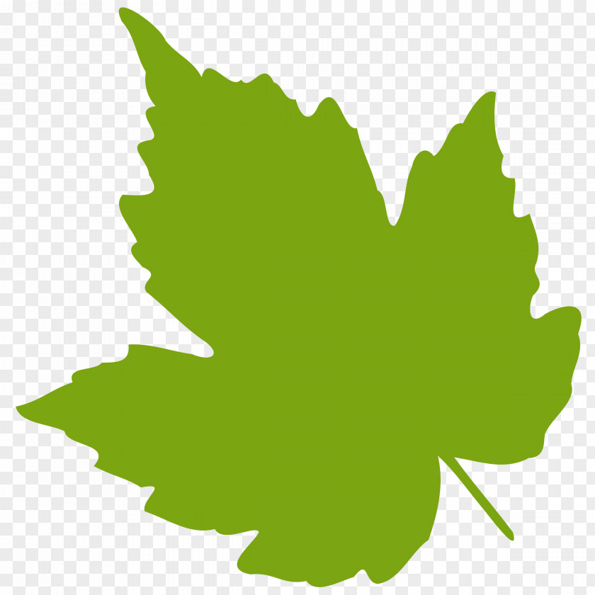 Grape Leaves Pictures Leaf Clip Art PNG