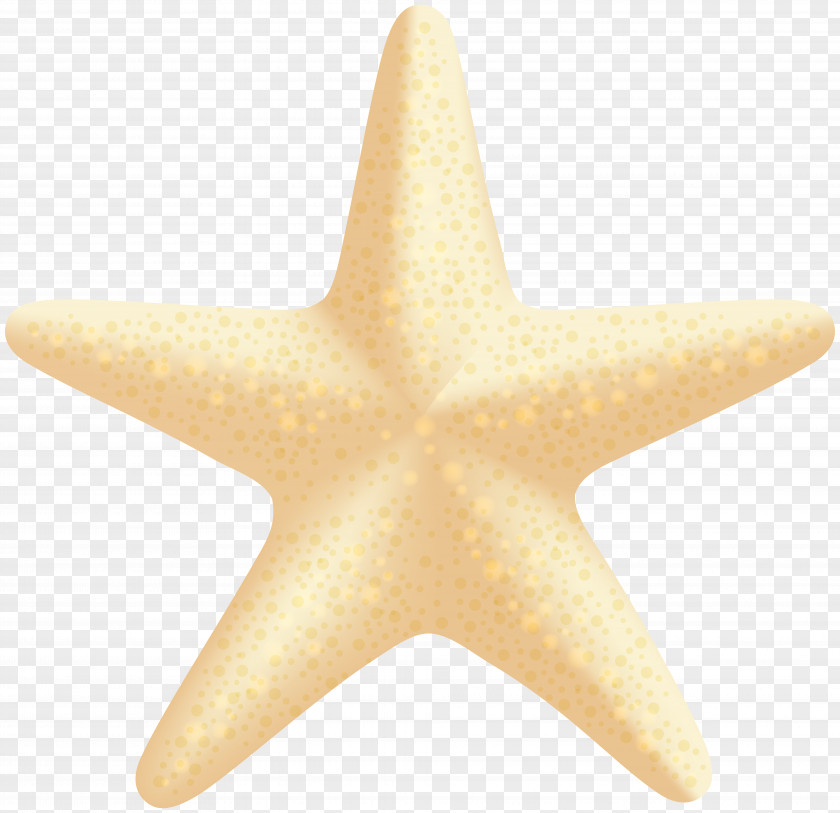 Nature Sea Animals Star Starfish Echinoderm PNG