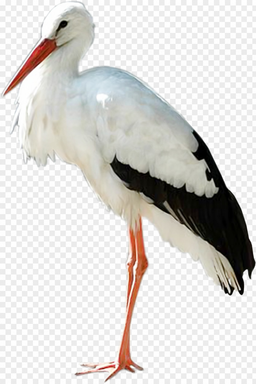 Stork Ciconia PNG