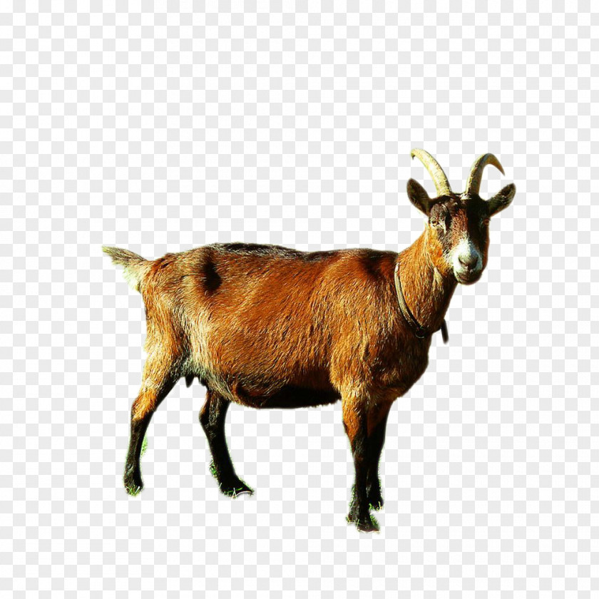 A Goat Sheep Camel U7f8a Cattle PNG