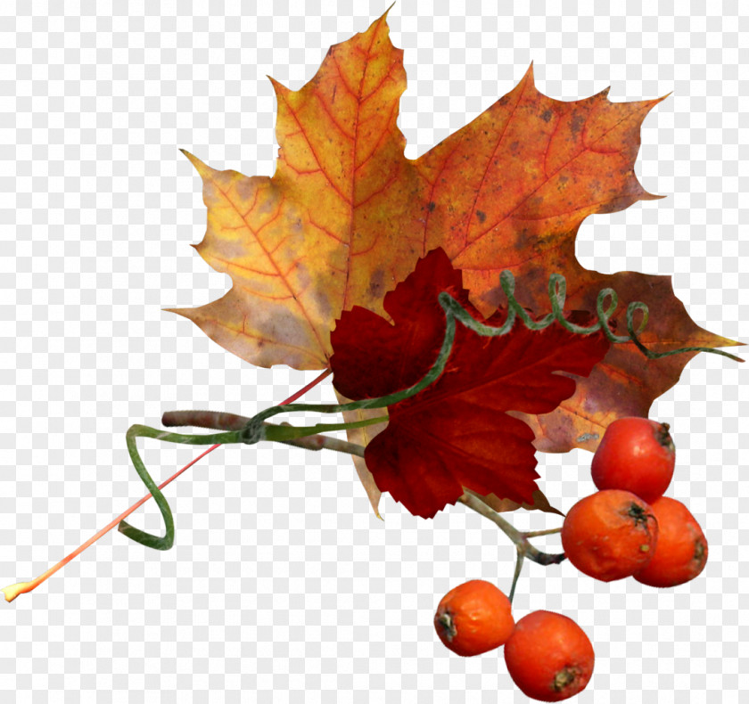 Falling Leaves Autumn Idea Pinnwand Clip Art PNG