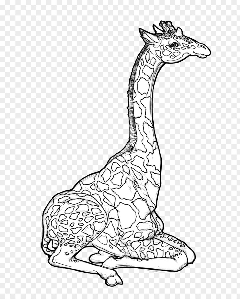 Giraffe Animal Wildlife Fauna Mammal PNG