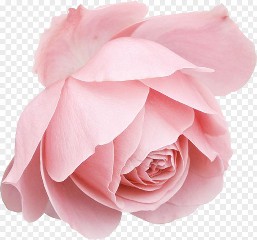 Pink Roses Blue Rose PNG