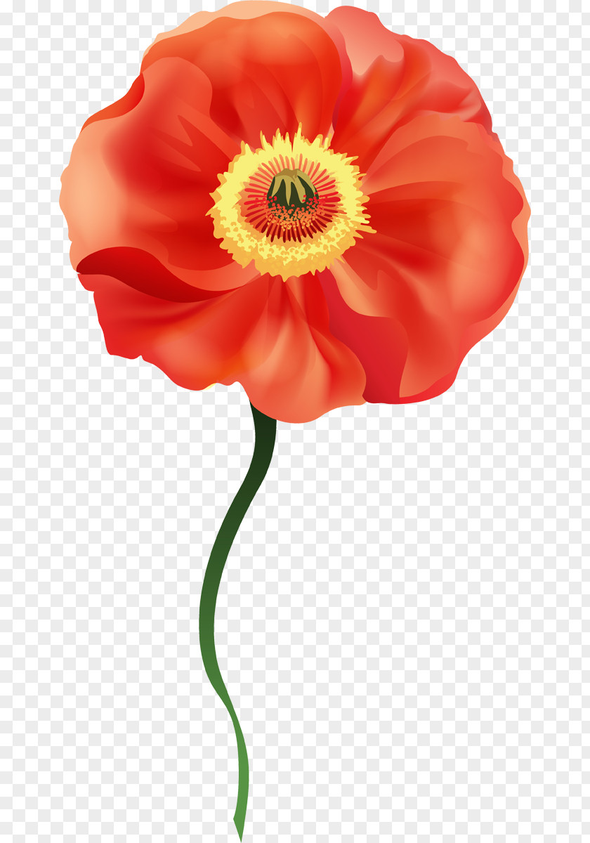 Flower Common Poppy Clip Art PNG