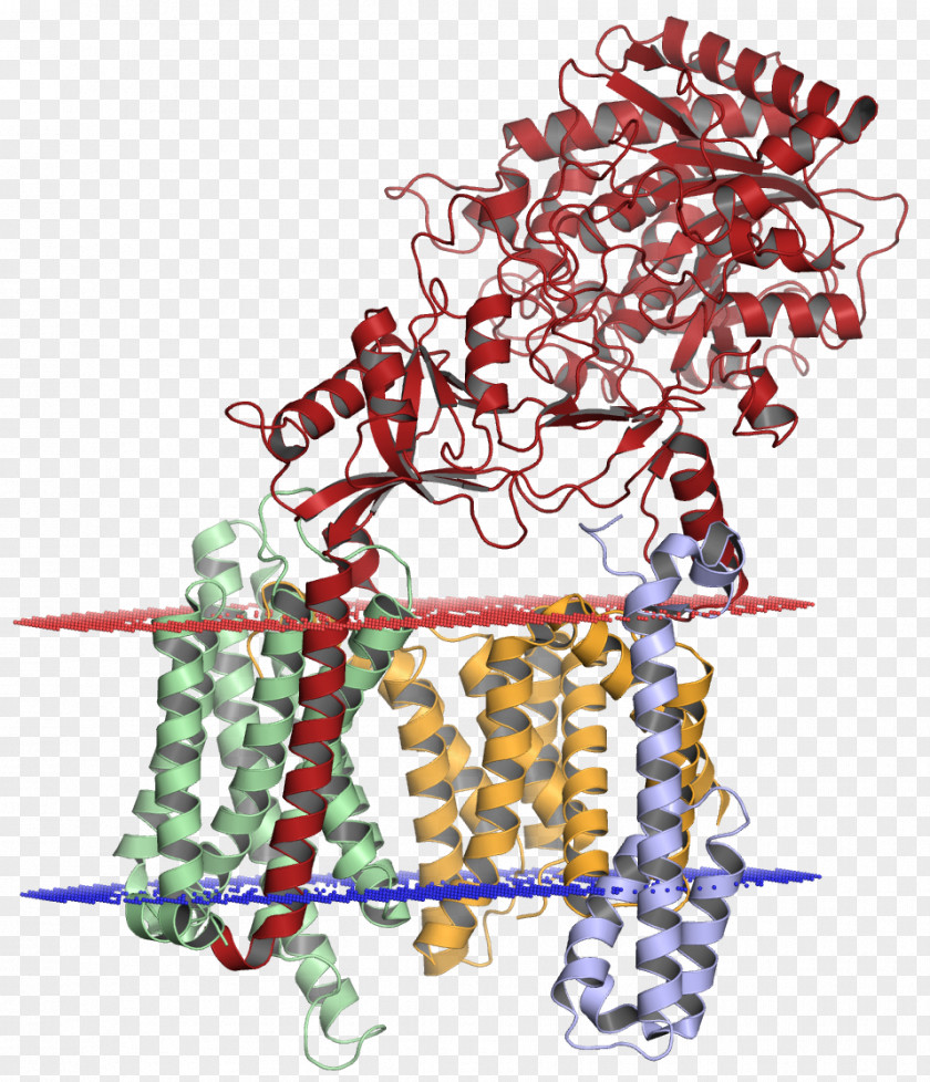 Gamma Secretase Amyloid Precursor Protein Alpha Alzheimer's Disease PNG